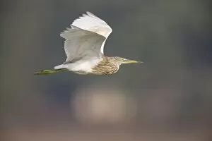 Indian Pond Heron - in flight