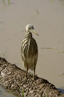 Paddies Prints: Indian Pond Heron Frequents inland and coastal wetlands