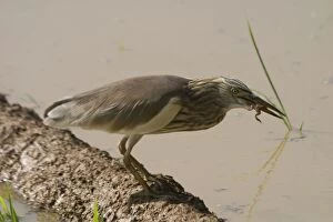 Indian Pond Heron, with frog in mouth
