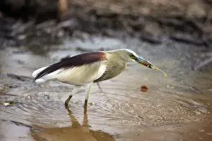 Indian Pond Heron - With frog prey Ranthambhore National Park, Rajasthan, India
