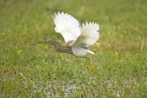 Indian Pond Heron - hunting for prey - Keoladeo Ghana National Park - Bharatpur - Rajasthan - India BI018004