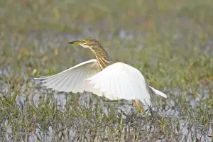 Indian Pond Heron - hunting for prey - Keoladeo Ghana National Park - Bharatpur - Rajasthan - India BI018006