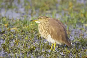 Indian Pond Heron - Keoladeo Ghana National Park - Bharatpur - Rajasthan - India BI017957