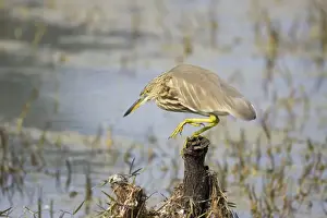 Indian Pond Heron - Keoladeo Ghana National Park - Bharatpur - Rajasthan - India BI017965