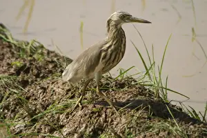 Paddies Prints: Indian Pond Heron - At waters edge