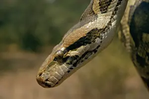 Pythons Prints: Indian Python - close-up of head