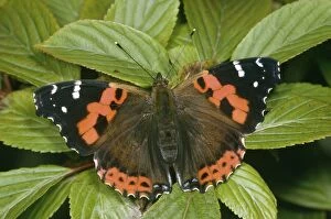 Indian Red Admiral Butterfly