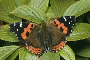 Red Admiral Butterfly