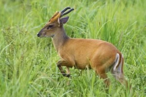 Indian / Red / Common Muntjac / Barking Deer male
