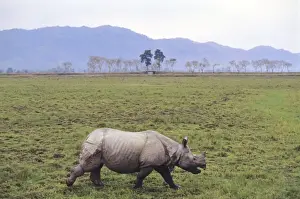 One Horned Prints: Indian Rhino injured in fight with another Rhino, Kaziranga National Park, India