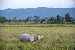 Images Dated 11th November 2010: Indian Rhinoceros