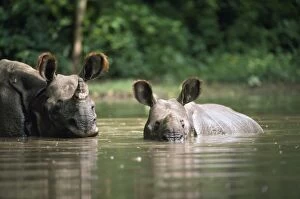 Images Dated 15th October 2007: Indian Rhinoceros - adult & young