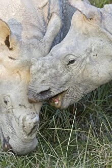 Images Dated 12th November 2010: Indian Rhinoceros - calf biting male trying to