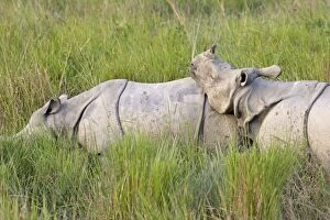 Images Dated 12th November 2010: Indian Rhinoceros - calf resting head on mother's body