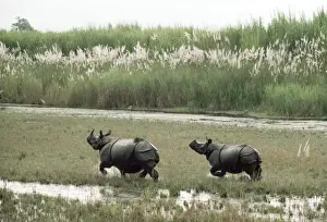 Indian Rhinoceros Chitwan National Park, Nepal