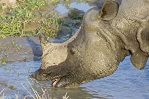 Images Dated 13th November 2010: Indian Rhinoceros - drinking from pool