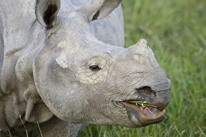 Images Dated 12th November 2010: Indian Rhinoceros - feeding on grass