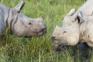 Images Dated 12th November 2010: Indian Rhinoceros - male trying to court female with calf