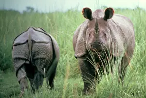 One Horned Prints: Indian Rhinoceros x 2 front & back
