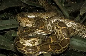 Coiled Prints: Indian Rock Python - two coiled together - Keoladeo National Park