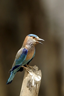 Images Dated 4th May 2003: Indian Roller - calling from post. Bandhavgarh NP, India