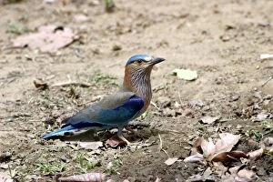 Images Dated 4th May 2003: Indian Roller - on ground. Bandhavgarh NP, India