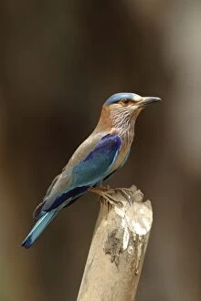 Images Dated 4th May 2003: Indian Roller - perched on post. Bandhavgarh NP, India
