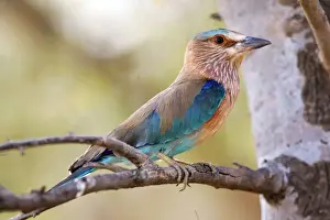 Rollers Prints: Indian Roller Ranthambhore National Park, Rajasthan, India