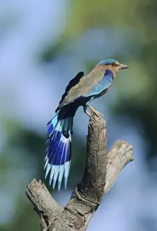 Rollers Prints: Indian Roller stretching wings, Corbett National Park, India