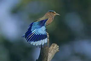 Indian Roller stretching wings, Corbett National Park, India