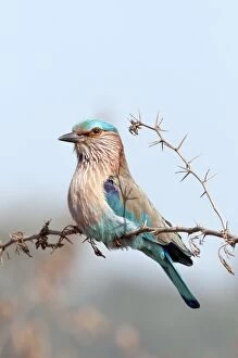 Branch Gallery: Indian roller -upright posture - on thorn bush twig