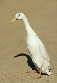 Fowl Prints: Indian Runner Duck Domestic variety of mallard