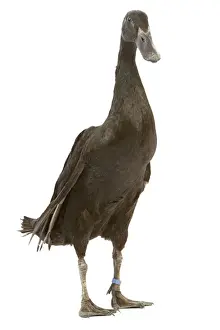 Indian Runner Duck - in studio