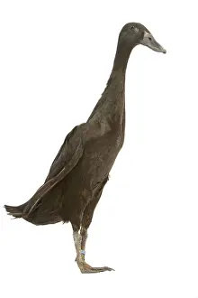 Indian Runner Duck - in studio