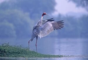 Images Dated 9th January 2007: Indian Saras Crane flapping wings, Kepladeo National Park, India