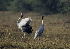 Images Dated 7th April 2005: Indian Saras Crane - territorial display Keoladeo National Park, India