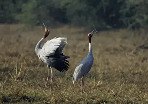 Indian Saras Crane - territorial display Keoladeo National Park, India