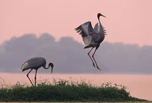 Indian Sarus CRANE