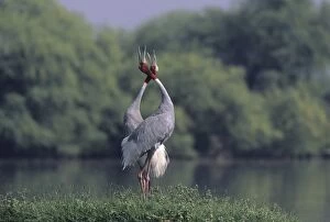 Images Dated 18th July 2006: Indian Sarus Crane giving unison call. Keoladeo National Park, India