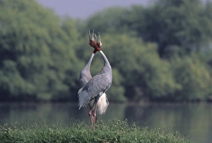 Images Dated 18th July 2006: Indian Sarus Crane giving unison call. Keoladeo National Park, India