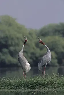 Indian Sarus Crane giving unison call. Keoladeo National Park, India