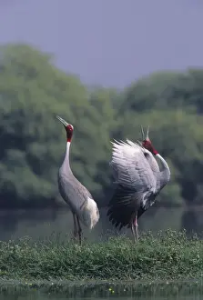Indian Sarus Crane giving unison call. Keoladeo National Park India