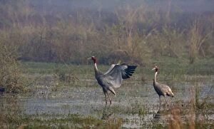 Images Dated 15th November 2008: Indian Sarus Cranes - in the wetland