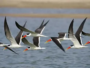 Sandbar Prints: Indian Skimmer - flock in flight Rynchops albicollis Rajasthan, India BI032010