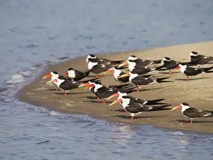 Sandbar Prints: Indian Skimmer - flock on sandbank Rynchops albicollis Rajasthan, India BI032034