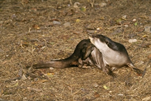 Images Dated 18th August 2006: Indian Smooth-coated Otter