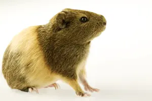 Indian Smooth-hair Guinea Pig
