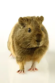 Guinea Pigs Prints: Indian Smooth-hair Guinea Pig