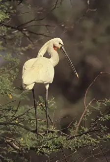 Spoonbills Prints: Indian Spoonbill - In tree. Keoladeo National Park, India
