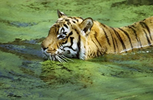 <b class=qtipBold><figcaption>Indian Tiger</figcaption></b><br>RW-108 INDIAN TIGER Panthera tigris Richard Waller Please note that prints are for personal display purposes only and may not be reproduced in any way.<br><em>© Richard Waller/ardea.com</em> Indian Tiger